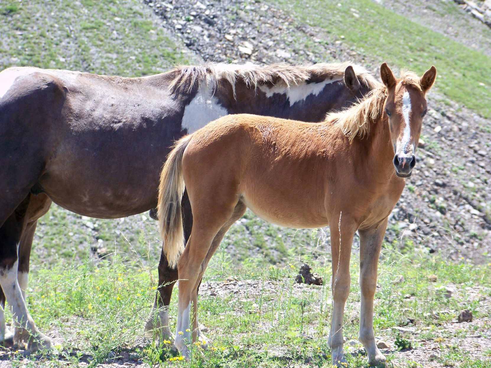 wild horse 2